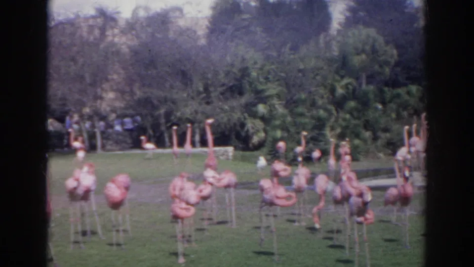 Flamingos fill the foreground of a Norfolk zoo enclosure, with shrubs, trees, a path, and background visitors visible in the home-movie frame.