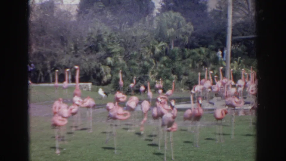 A larger group of flamingos stands in a grassy Norfolk zoo enclosure, with dense greenery, a walkway area, and distant visitors visible behind them.