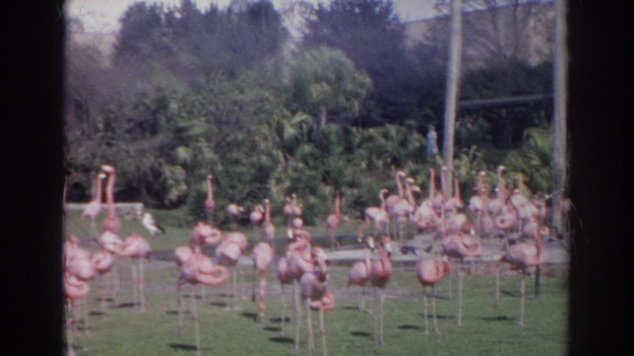 Pink flamingos stand on grass beside water in a zoo-like enclosure.