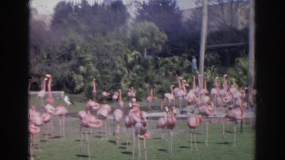 Pink flamingos gather on grass near a shallow water area in 1966 Norfolk, Virginia zoo footage.