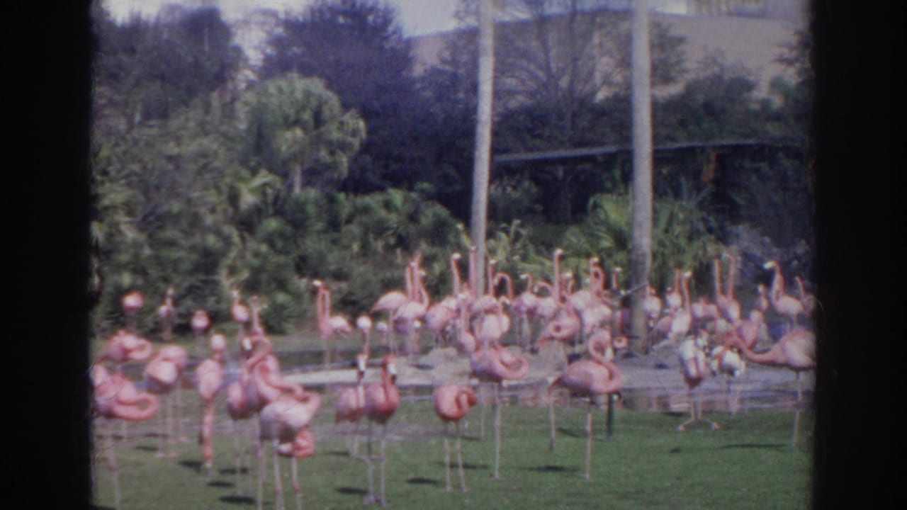 A flock of flamingos stands across a grassy enclosure with trees behind.