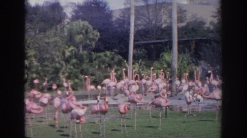 A broad group of pink flamingos stands in a green enclosure, with trees and rails visible in the Norfolk zoo scene.