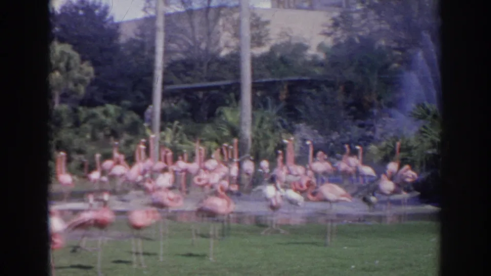 Pink flamingos stand and wade near a shallow pond area in this 1966 Norfolk zoo home-movie frame.