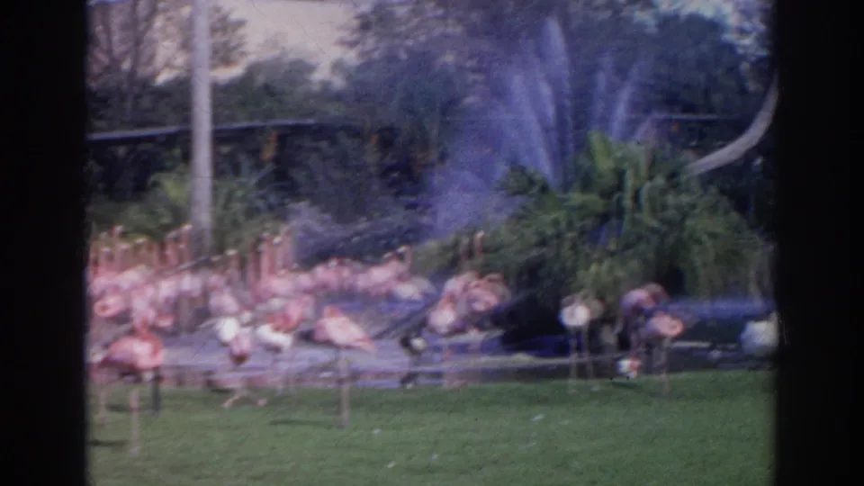 A flock of flamingos stands near grass and water spray in the Norfolk, Virginia zoo setting documented on 8mm film.