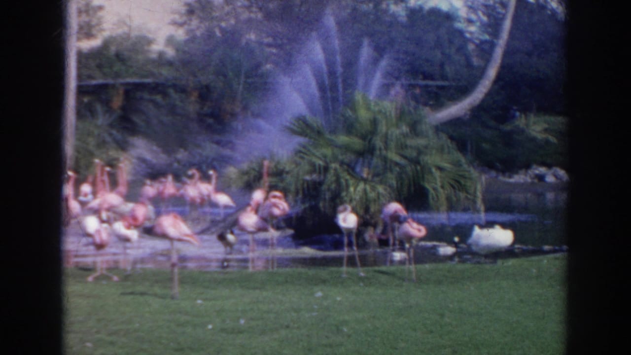 Flamingos gathered near a pond with fountain spray and palms in a zoo enclosure.