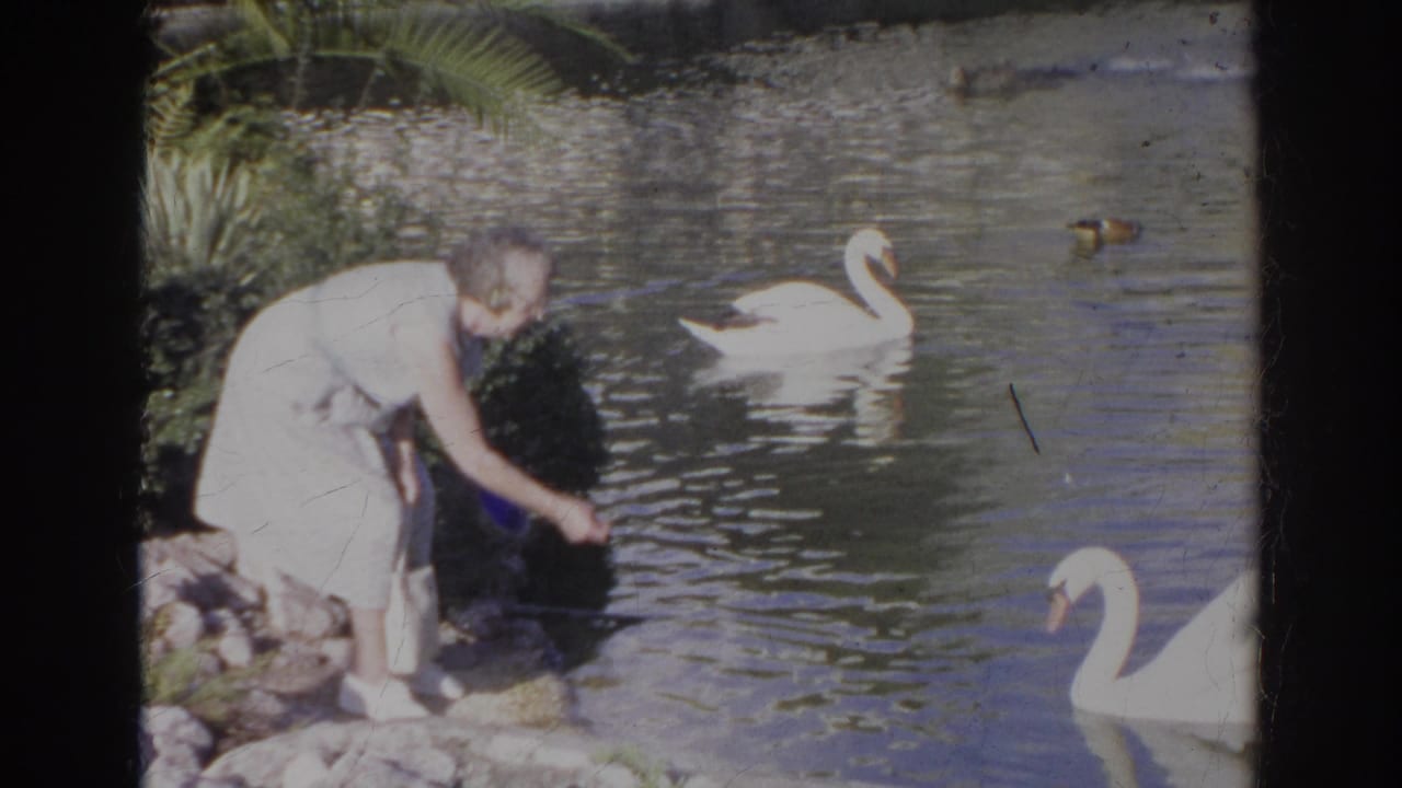 The woman bends at the Norfolk lakeside and reaches toward the water while a white swan and ducks glide nearby.