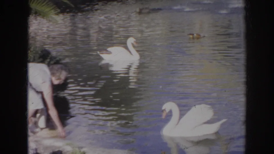 At the lake edge, the woman is partly cropped while feeding birds, with two white swans and ducks visible on the water.