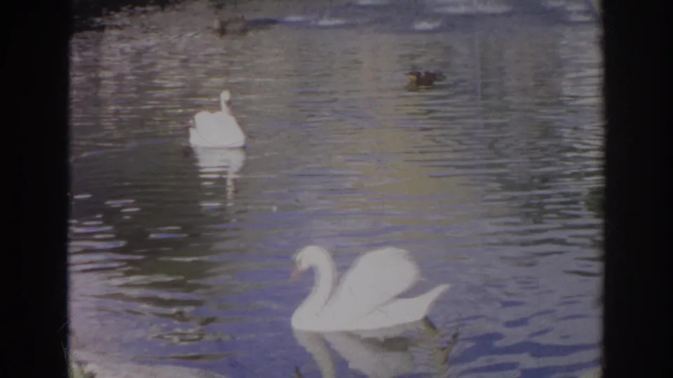 White swans and small ducks remain on the rippling Norfolk lake, with the feeder no longer visible in the frame.