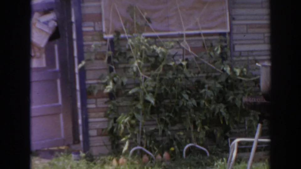 The camera frames the backyard area in Norfolk, showing garden plants, brick wall, chairs and a doorway during the 1966 home movie.