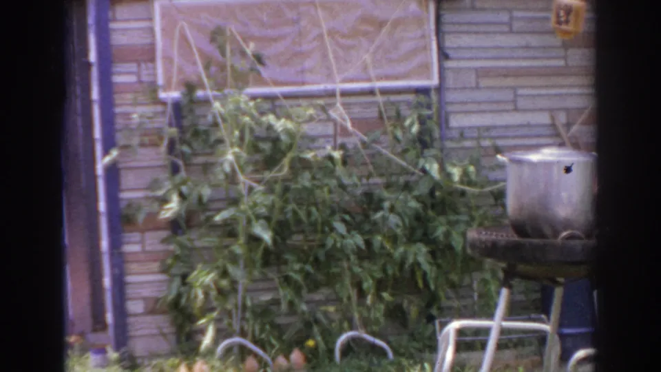A 1966 Norfolk backyard view shows leafy plants against a brick wall, patio chairs and a metal pot or container at the side.