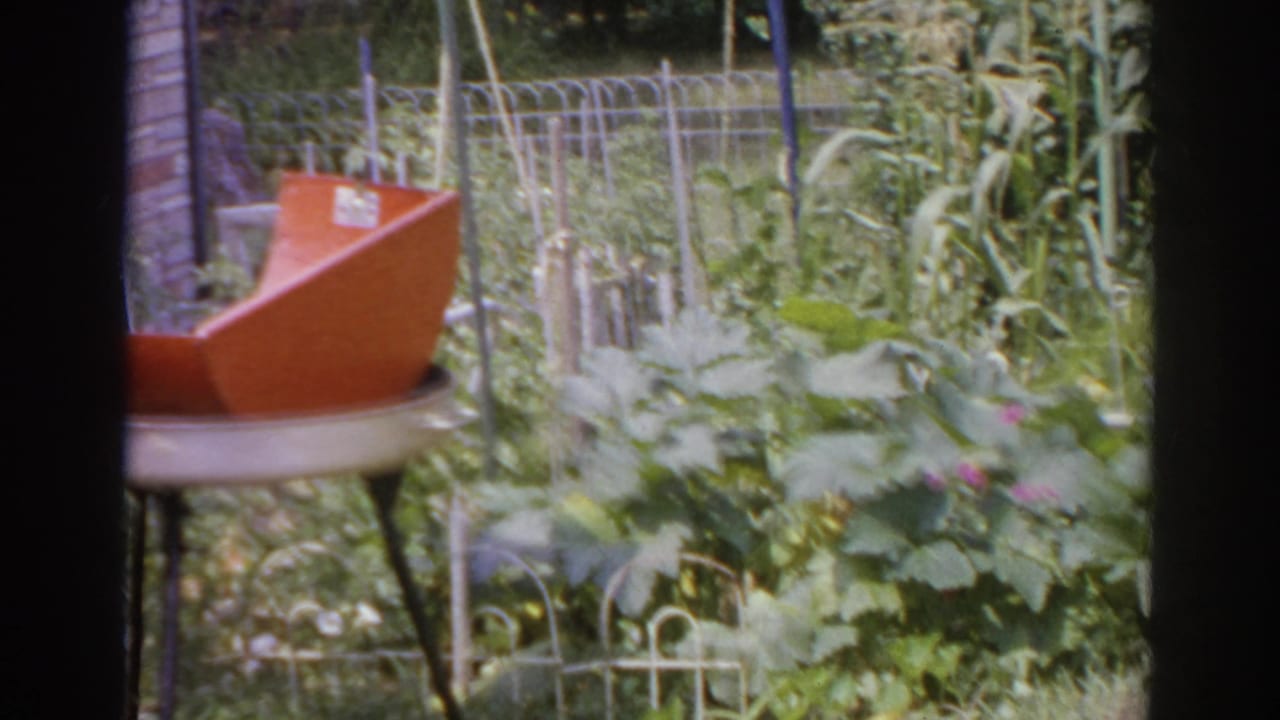 1966 Norfolk backyard garden with a partially seen orange kettle grill, wire fencing, tall corn stalks, and leafy plants.