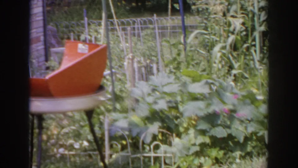 1966 Norfolk backyard garden with a partially seen orange kettle grill, wire fencing, tall corn stalks, and leafy plants.