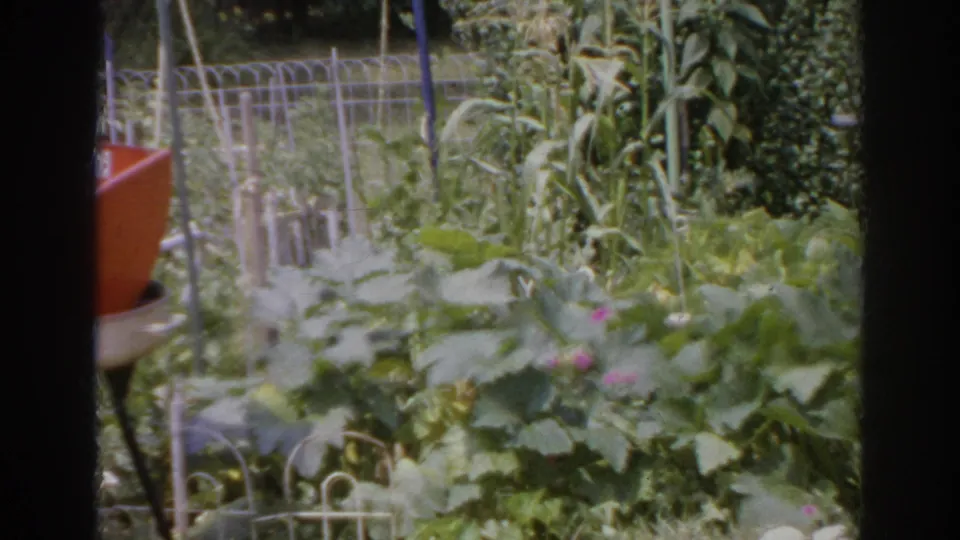 1966 Norfolk garden close view with leafy plants, wire edging, tall stalks, and the left edge of an orange patio grill.