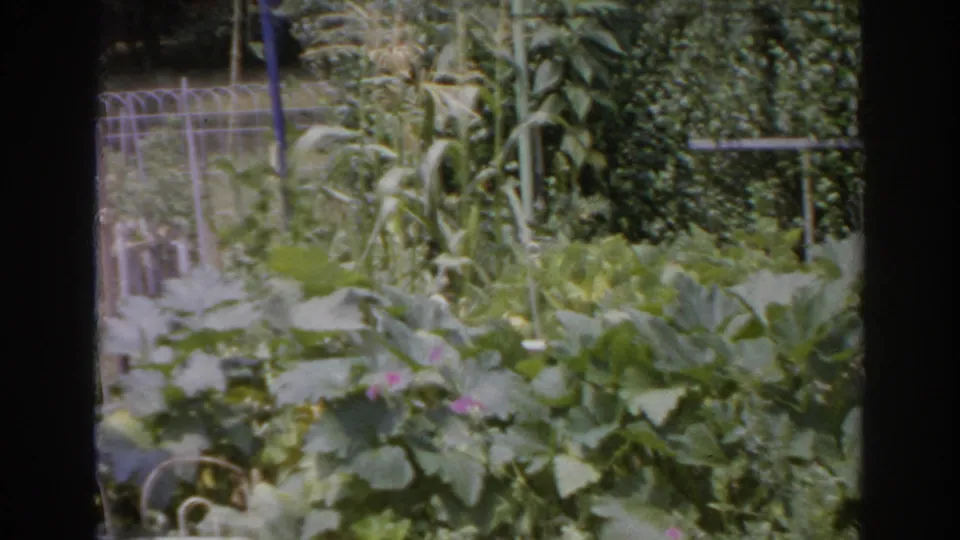 1966 Norfolk backyard garden with leafy plants, tall stalks, wire fencing, and a dark vertical edge from the filmed view.