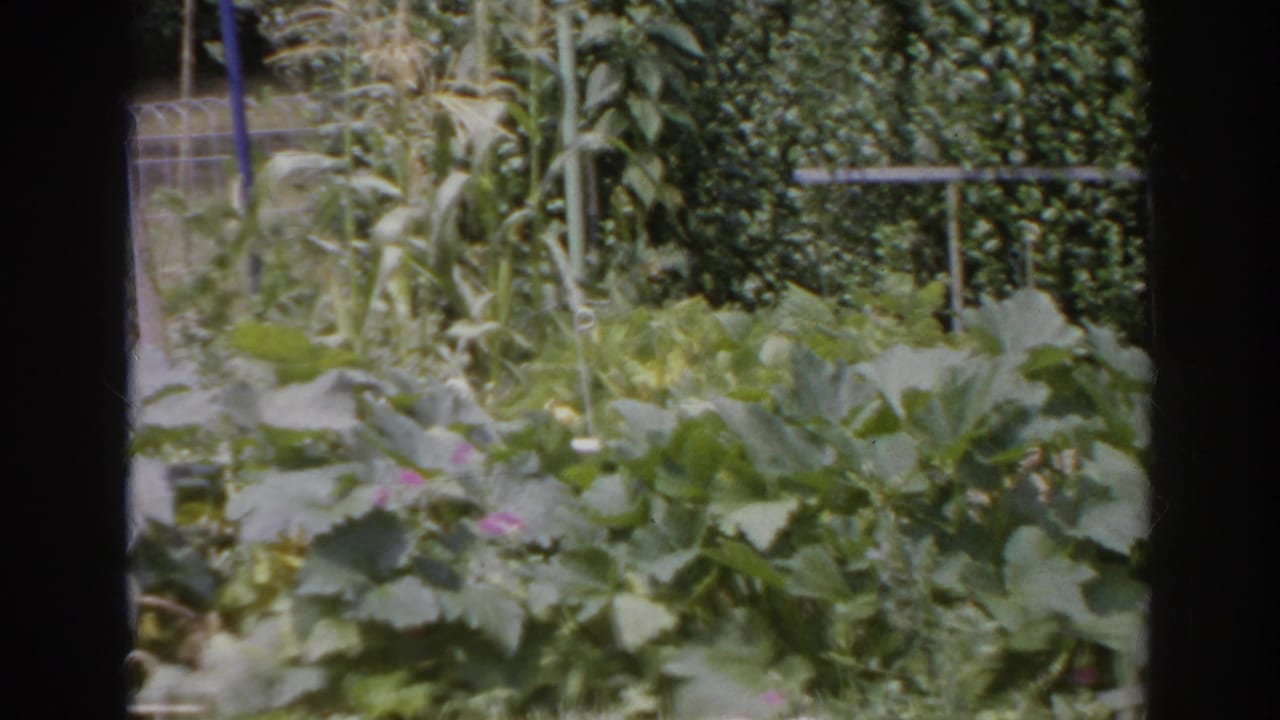 1966 Norfolk, Virginia 8mm frame showing a leafy backyard vegetable garden with tall corn-like stalks, dense hedge growth, and a metal railing in the background.