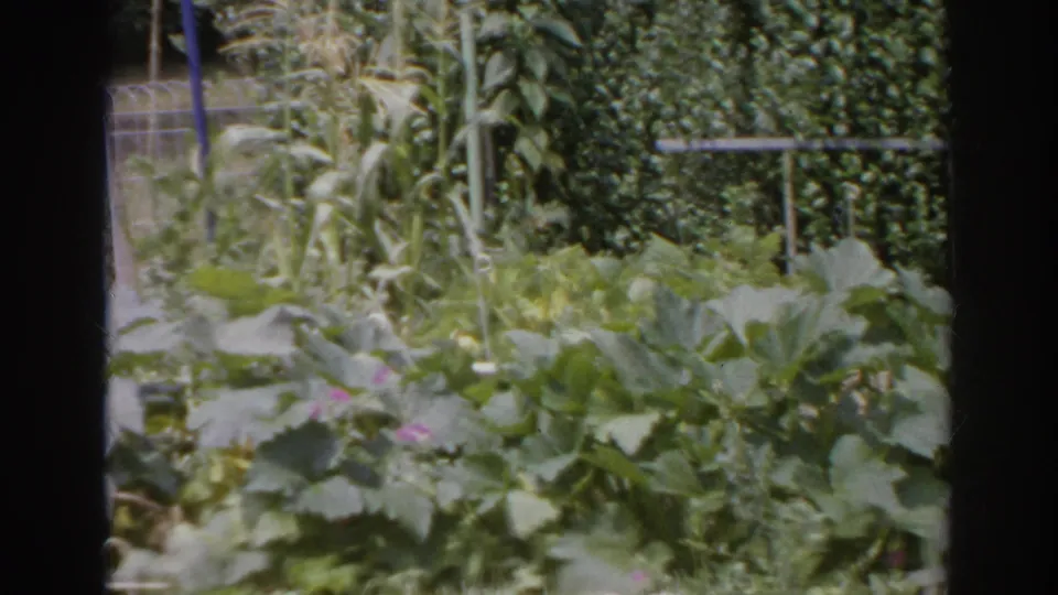 1966 Norfolk, Virginia 8mm frame showing a leafy backyard vegetable garden with tall corn-like stalks, dense hedge growth, and a metal railing in the background.