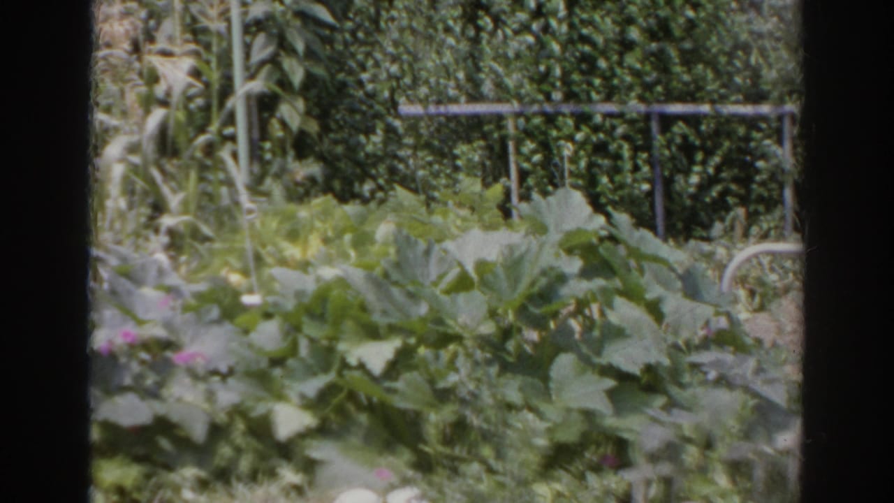 1966 Norfolk, Virginia 8mm frame showing large vegetable leaves in the foreground, tall stalks behind them, a dense hedge, and a horizontal metal railing.