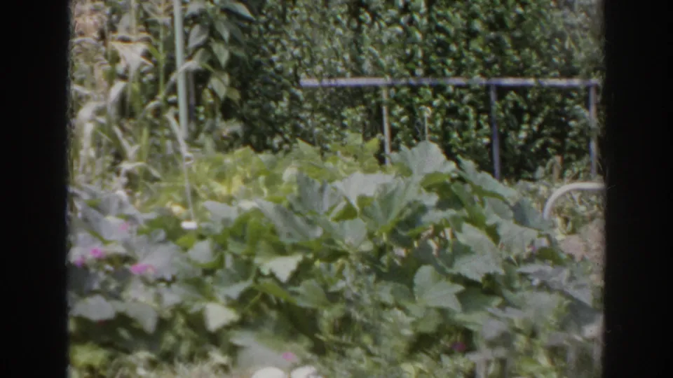 1966 Norfolk, Virginia 8mm frame showing large vegetable leaves in the foreground, tall stalks behind them, a dense hedge, and a horizontal metal railing.