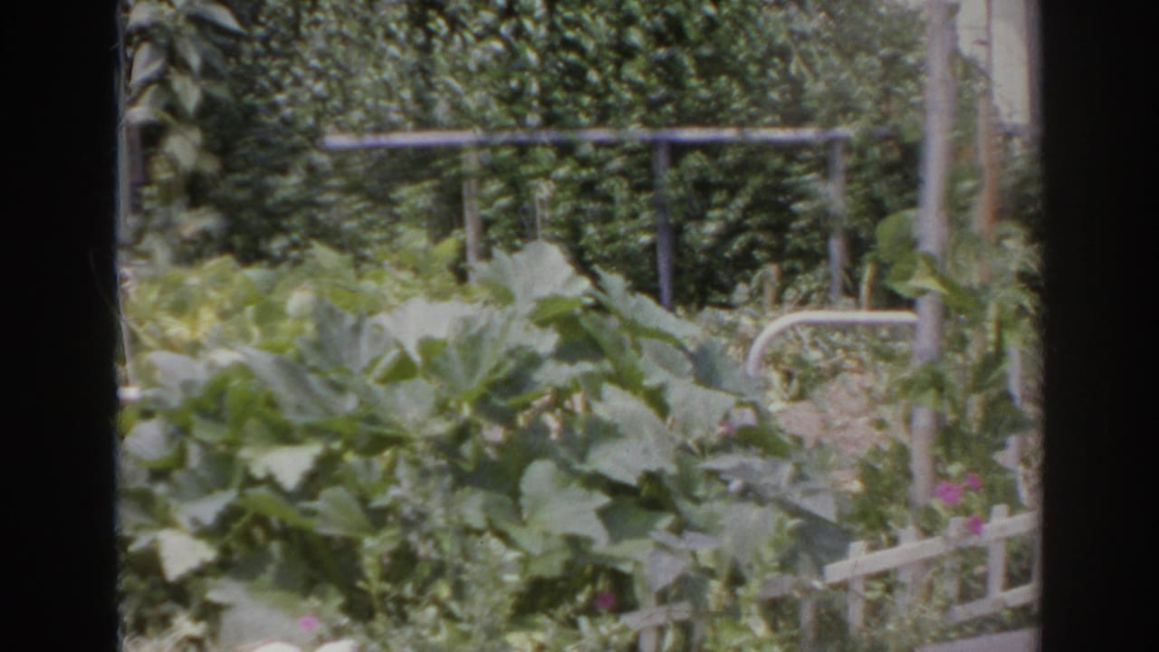 1966 Norfolk, Virginia 8mm frame showing a backyard vegetable patch with broad green leaves, a low white lattice fence, small flowers, hedge growth, and metal garden railings.