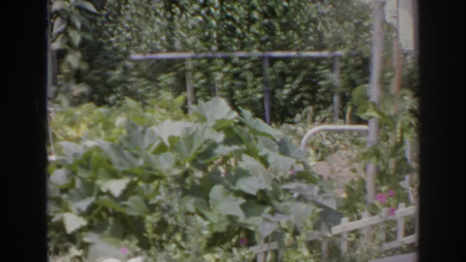 1966 Norfolk, Virginia 8mm frame showing a backyard vegetable patch with broad green leaves, a low white lattice fence, small flowers, hedge growth, and metal garden railings.