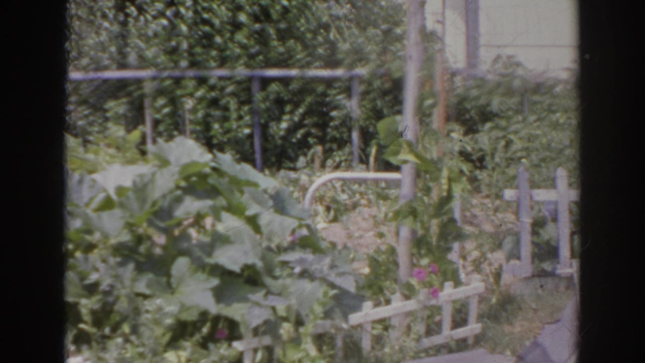 1966 Norfolk, Virginia 8mm frame showing broad vegetable leaves near a low white lattice fence, a metal railing, a hedge, and a paved or edged garden path at the right.