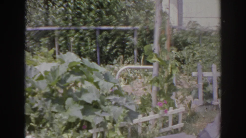 1966 Norfolk, Virginia 8mm frame showing broad vegetable leaves near a low white lattice fence, a metal railing, a hedge, and a paved or edged garden path at the right.