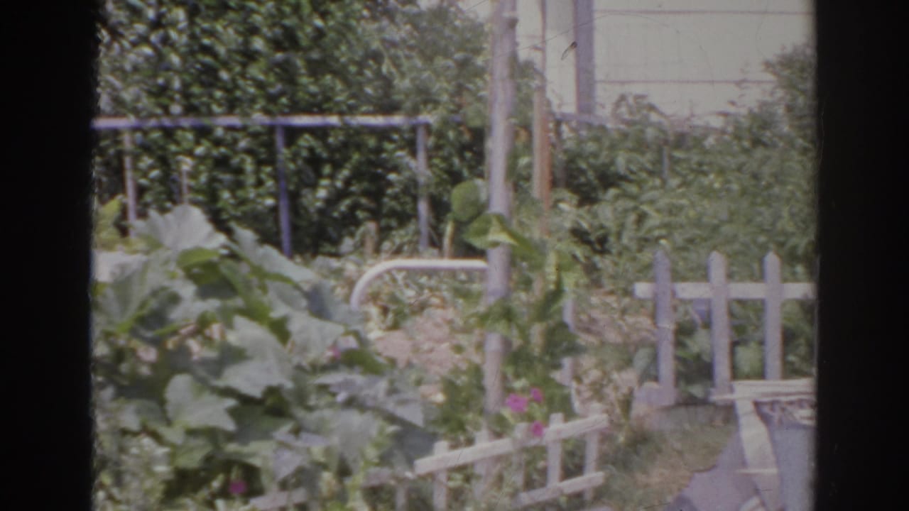 Overgrown garden with leafy plants, vines, and a leaning white picket fence.