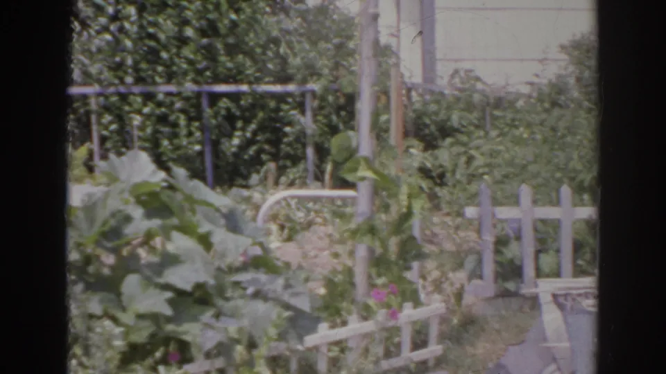 1966 Norfolk 8mm frame showing dense backyard vegetation, a white picket fence, a low railing, and pale exterior wall.