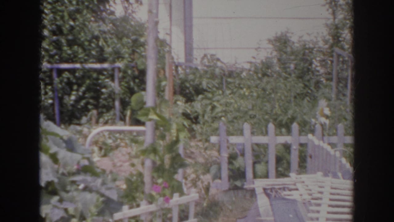 1966 Norfolk backyard view with overgrown plants, broken white fencing, a weathered railing, and shrubs near a pale wall.