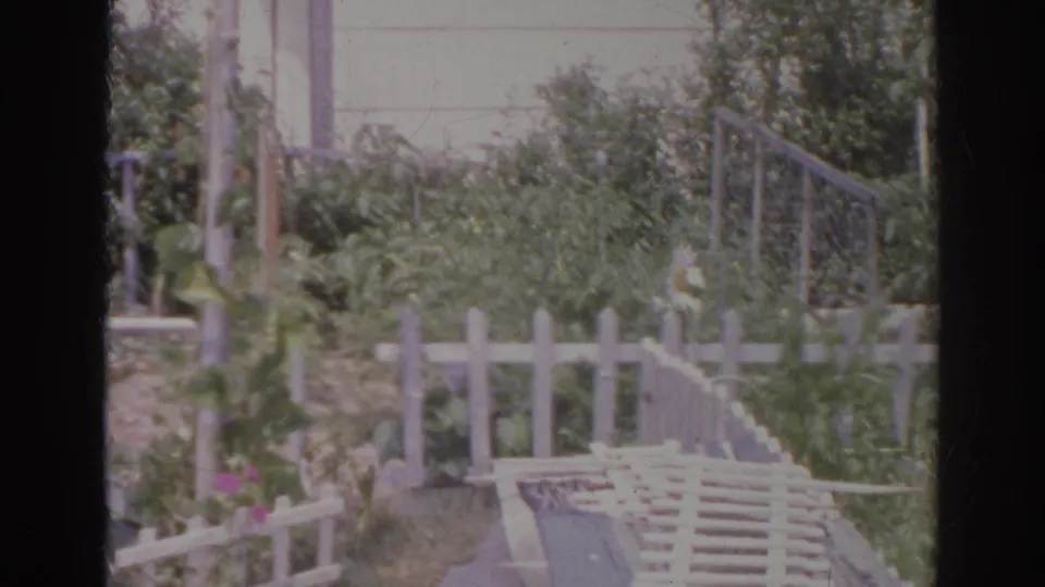 1966 Norfolk 8mm frame with a leaning white picket fence, thick garden growth, bare ground, and a low wooden railing.