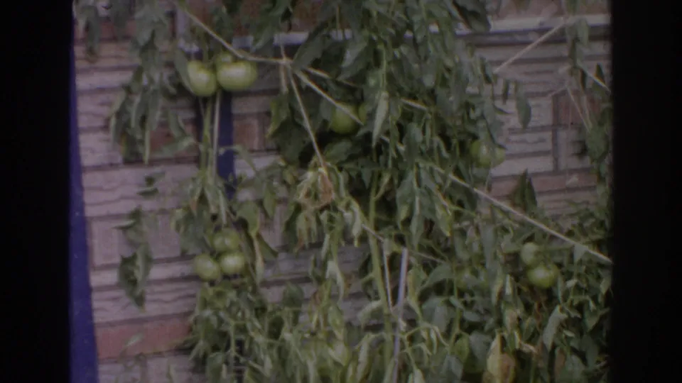 The camera shifts to green tomatoes on vines near a brick exterior wall in the 1966 Norfolk home movie.