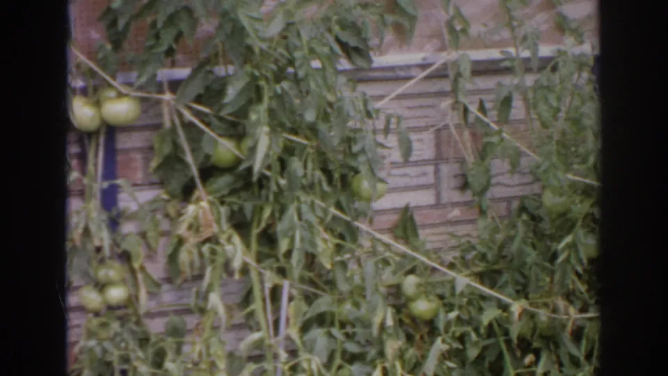 A closer home-movie view shows green tomatoes, dense leaves, and garden supports against a brick wall in Norfolk, Virginia.