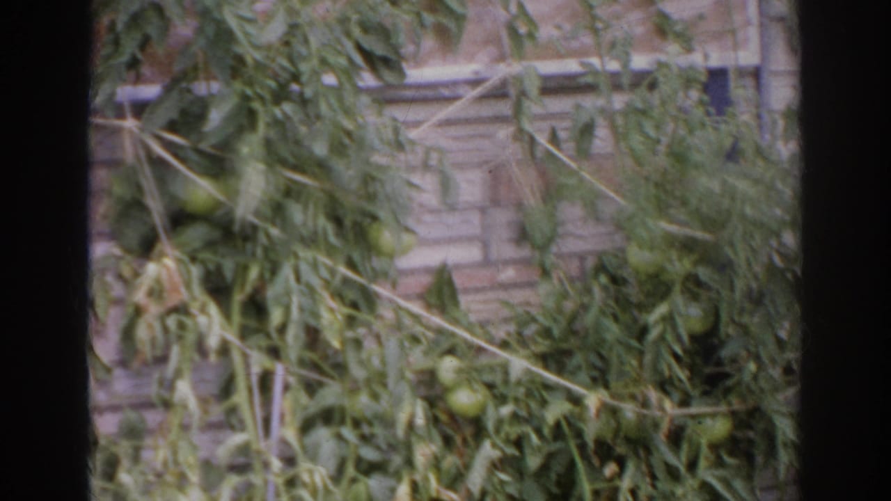 1966 Norfolk home-movie frame showing tomato plants and green fruit against a brick wall, with dark film-frame edges.