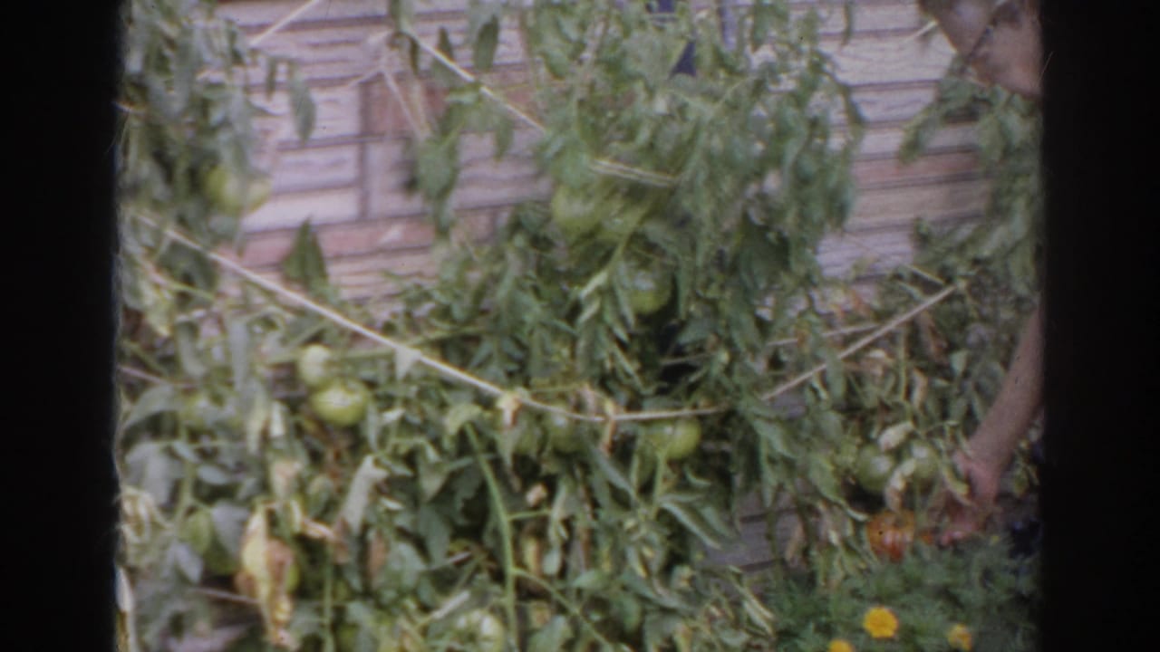 Tomato plants and fruit fill the garden beside a partial figure at right.