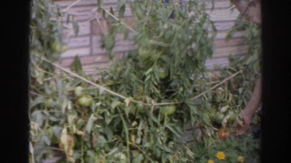 Tomato vines in a Norfolk garden with green fruit visible and part of a woman at the edge of the frame.