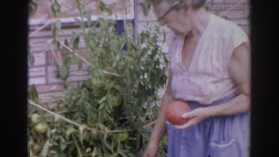 Older woman in a light blouse and blue skirt holds a ripe tomato in a 1966 Norfolk backyard garden scene.