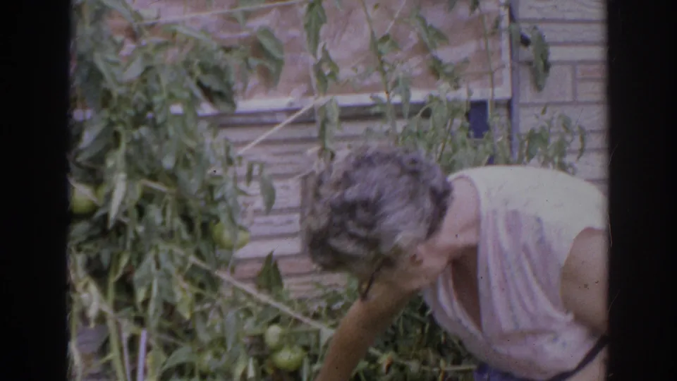 Older woman bends toward tomato vines in a Norfolk 1966 home-movie garden frame, with fruit and brick wall behind her.