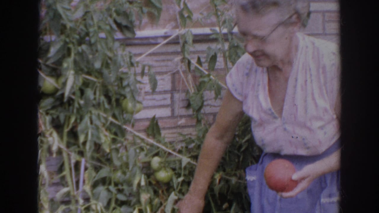 In supported 1966 Norfolk, Virginia home-movie footage, a woman in glasses bends beside tomato plants while holding a large red tomato.