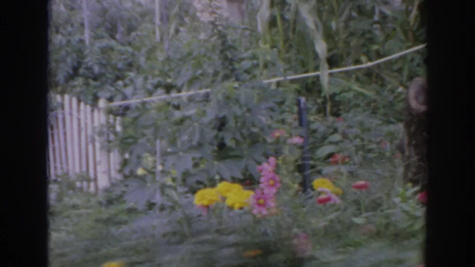 A Norfolk backyard garden appears with flowers, leafy plants, a fence, and clothesline in soft 8mm color.
