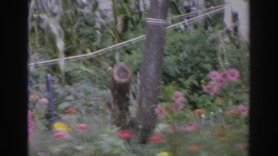 The closing frame shows a backyard garden with a tree trunk, clothesline, flowers, and dense summer greenery.