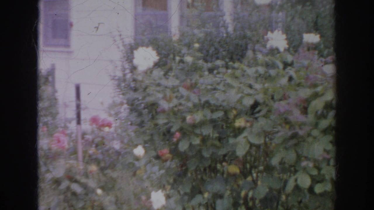 Flowering garden beside a house with white and pink blossoms in soft focus.