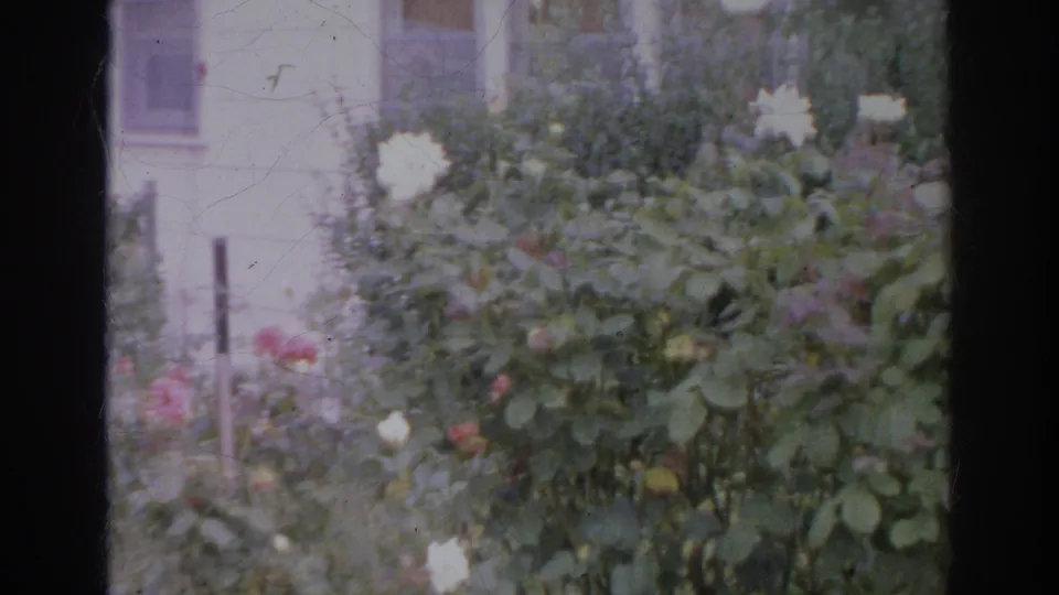 1966 Norfolk garden view with rose bushes and flowering plants beside a residential house exterior.