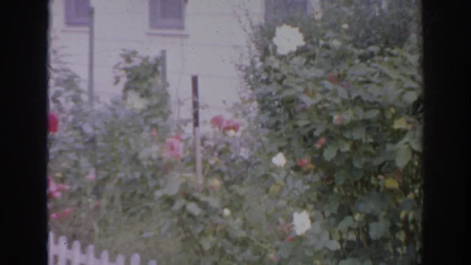 1966 Norfolk home garden frame showing roses and tall plants near a house, with a short white picket fence at the bottom.