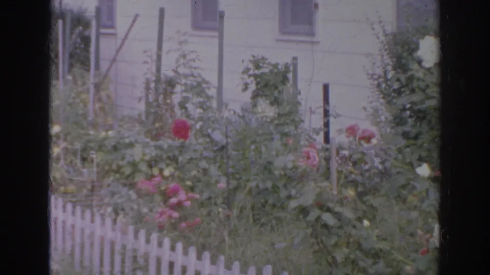 1966 Norfolk residential garden with red and white flowers, picket fencing, and a house facade in soft 8mm color.