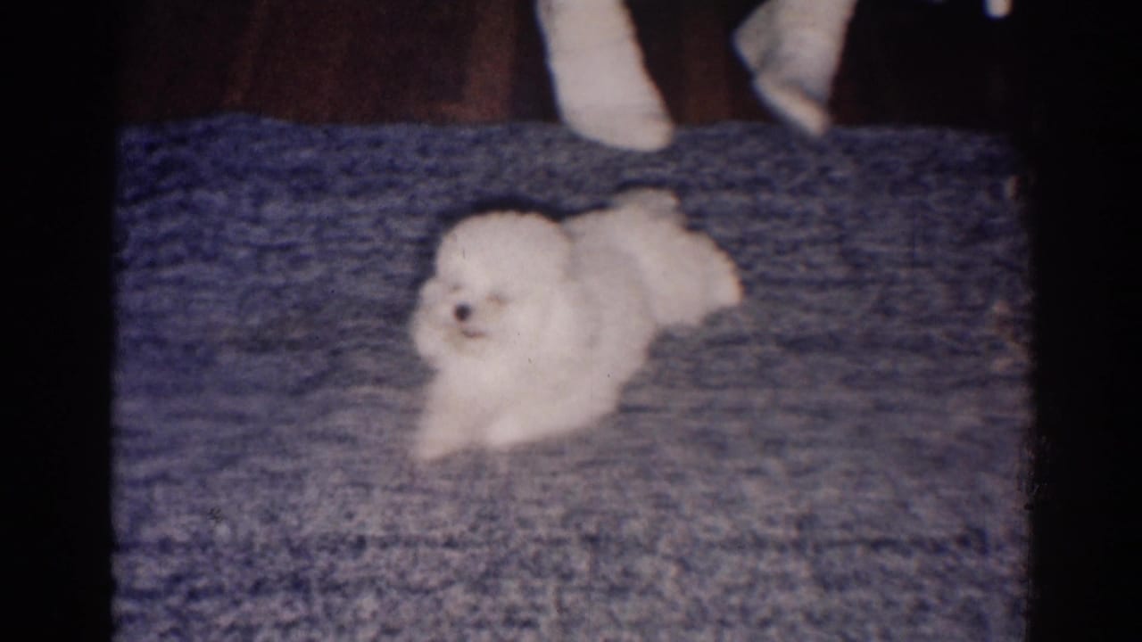 Small white dog resting on a blue carpet with feet visible above.