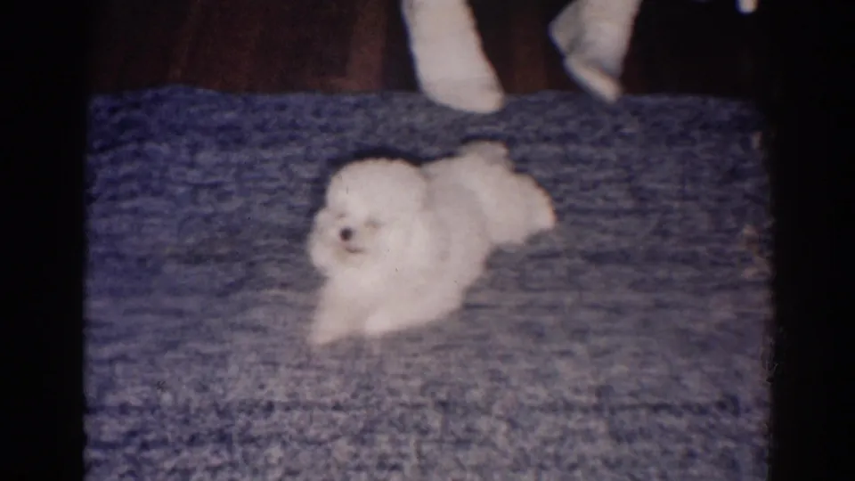 1967 Los Angeles 8mm frame showing a small white dog lying on blue carpet inside a private room.