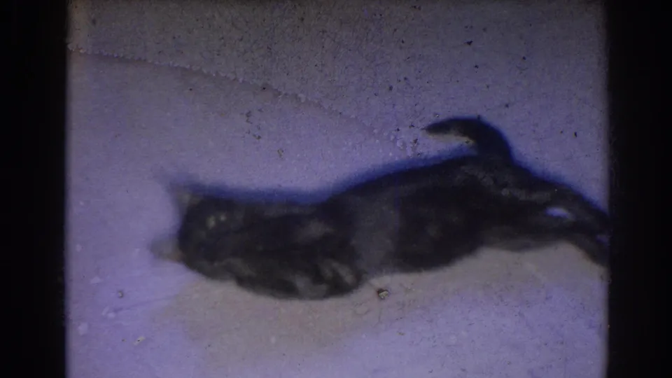 A soft-focus 1967 home-movie frame from Los Angeles showing a black cat stretched on a pale indoor surface with dark film borders and visible grain.