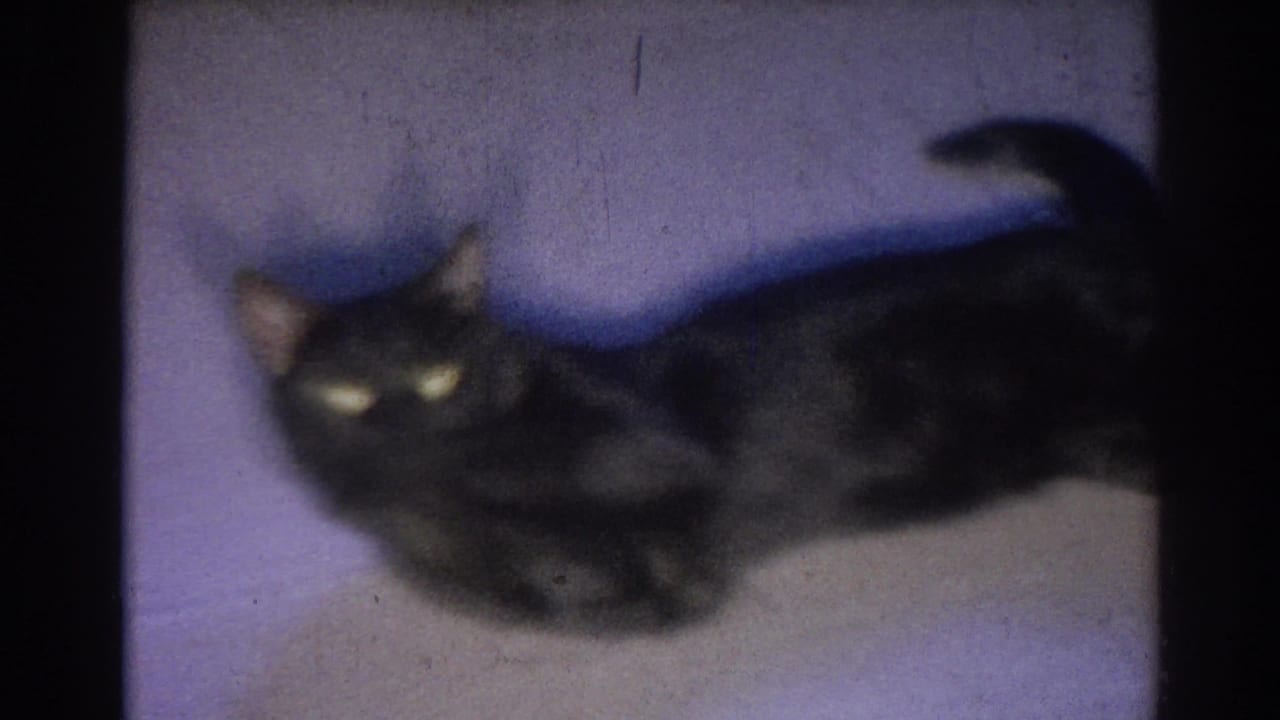 Black cat facing the camera while resting on a pale surface.