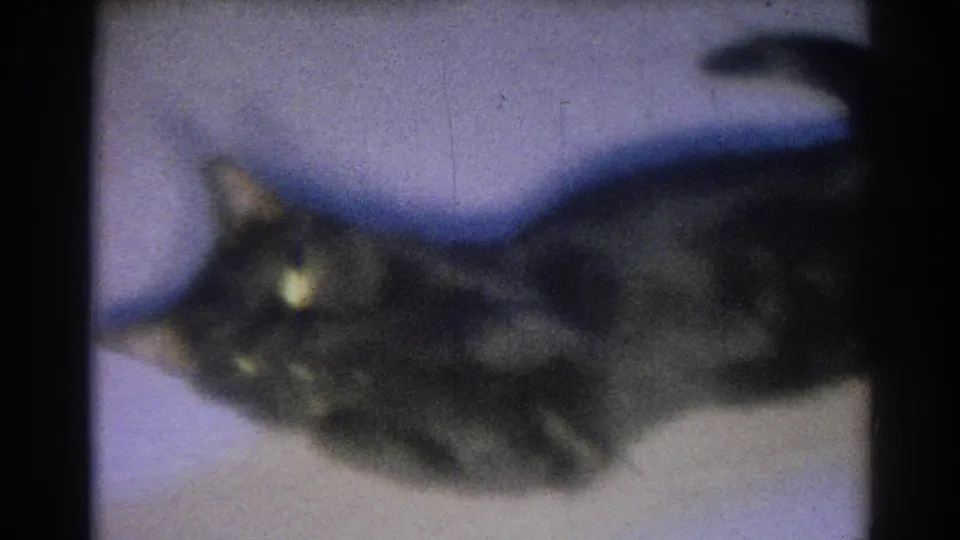 The black cat appears closer to the camera and partly cropped, with its body blurred by soft focus on a pale indoor surface.