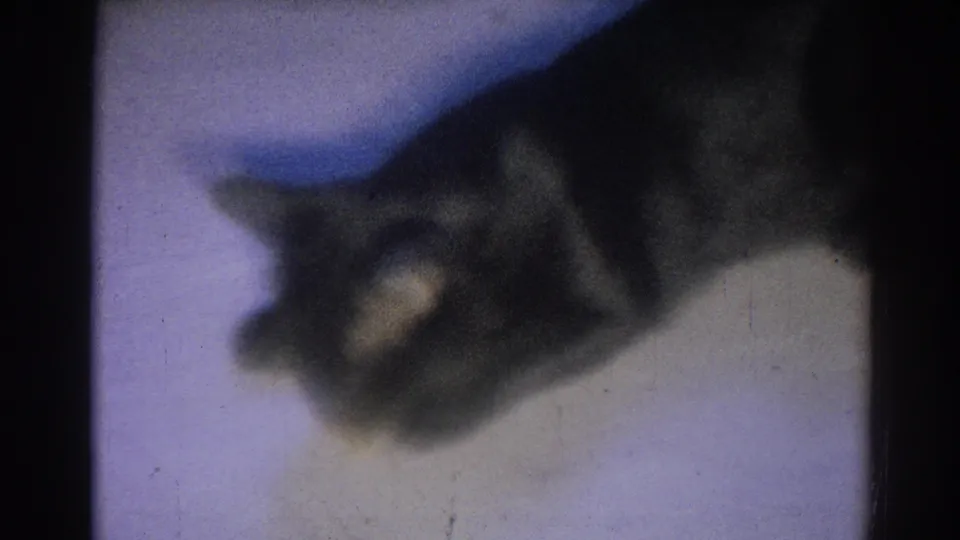 A black cat lowers its head near a small tan object on a pale surface, captured with soft 8mm focus and visible film wear.